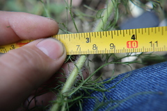 Eupatorium capillifolium