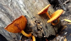 Gymnopilus