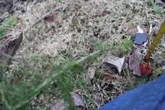 Eupatorium capillifolium