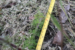Eupatorium capillifolium