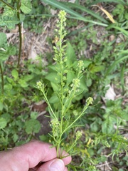 Lepidium bonariense