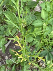 Lepidium bonariense