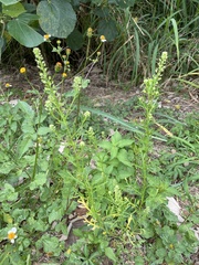 Lepidium bonariense