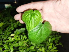 Sida cordifolia