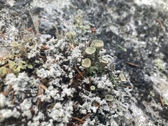 Cladonia pleurota