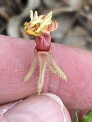 Oenothera drummondii