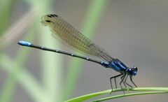 Argia ulmeca