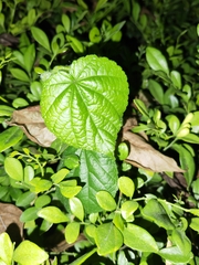 Sida cordifolia