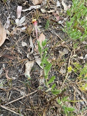 Oenothera drummondii