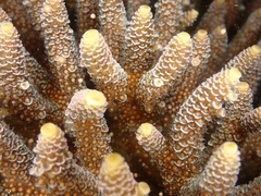 Acropora millepora