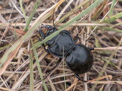 Pasimachus californicus