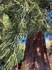 Sequoiadendron