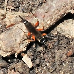 Itoplectis conquisitor