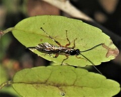 Itoplectis conquisitor