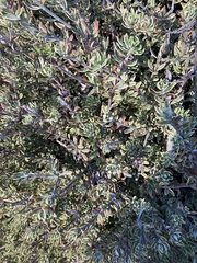 Frankenia salina