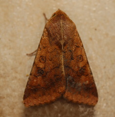 Australothis rubrescens