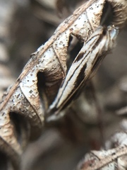 Erechthias chasmatias