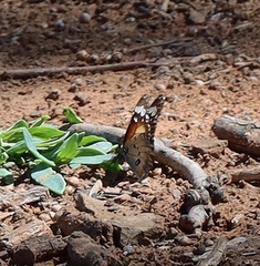 Danaus petilia