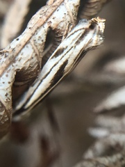 Erechthias chasmatias