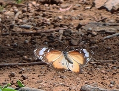 Danaus petilia