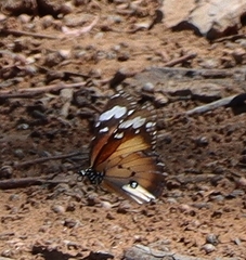 Danaus petilia