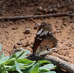 Danaus petilia