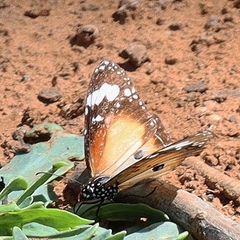 Danaus petilia