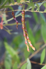 Acacia complanata
