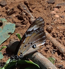 Danaus petilia