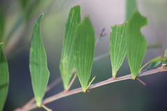 Acacia complanata
