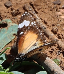 Danaus petilia