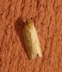 Clepsis divulsana