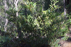 Acacia complanata