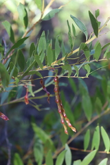 Acacia complanata