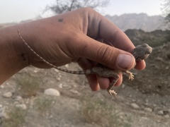 Pseudotrapelus jensvindumi