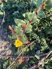 Camissoniopsis