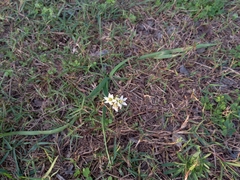 Nothoscordum gracile