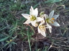 Nothoscordum gracile