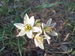 Nothoscordum gracile