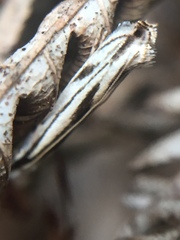 Erechthias chasmatias