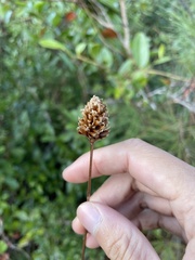 Xyris fimbriata
