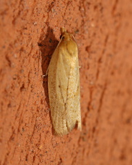 Clepsis divulsana