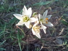 Nothoscordum gracile