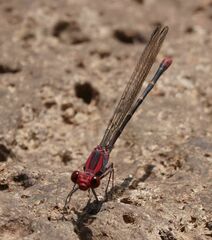 Argia funcki