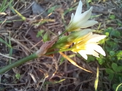 Nothoscordum gracile