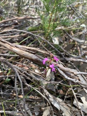 Stylidium lineare