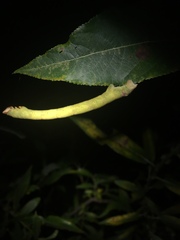 Biston betularia