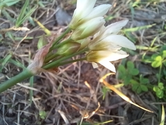 Nothoscordum gracile