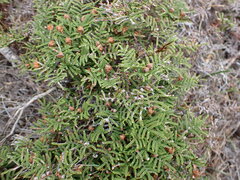 Gleichenia alpina