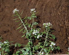 Nasturtium microphyllum